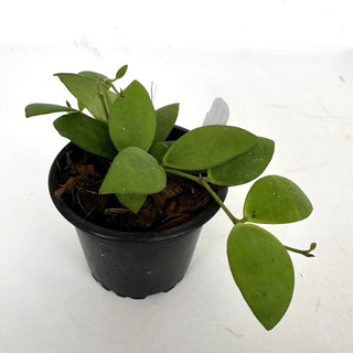 Hoya myrmecopa