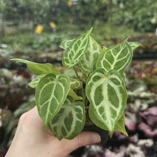Anthurium clarinervum x ‘Silver Blush’
