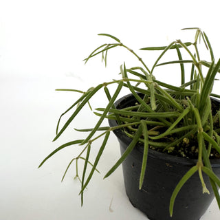 Hoya linearis