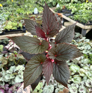 Begonia 'Burning Bush'