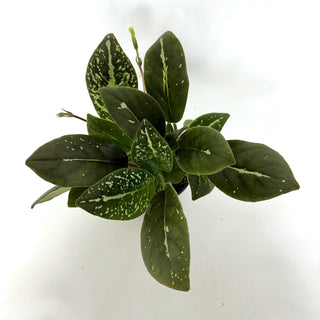 Michaelmoelleria vietnamensis