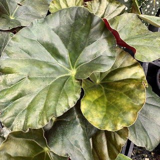 Begonia 'Alice Faye'