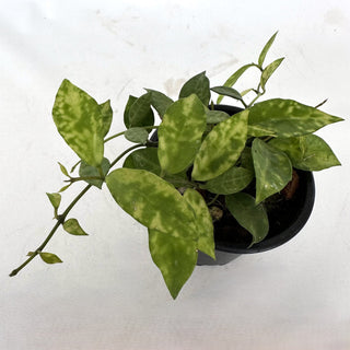 Hoya lacunosa 'Amarillo'