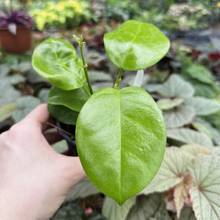 Hoya australis ‘Kapoho’