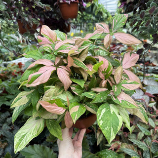 Syngonium podophyllum 'Pink Splash' - 6" Hanging Basket