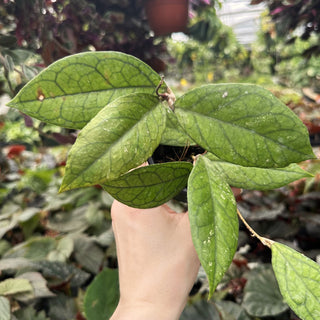 Hoya cv. EPC1002 (vittelina x finlaysonii)