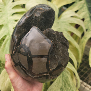 Druzy Septarian (13.7 lbs _ S-104)