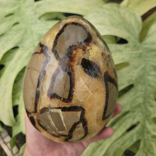 Septarian Egg (9.7 lbs _ S-105)