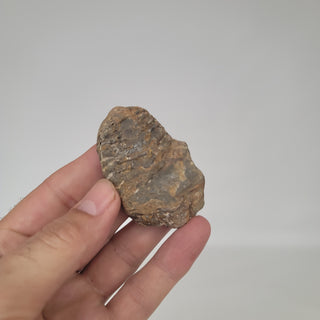 Trilobite (1.6 oz _ SL-156)