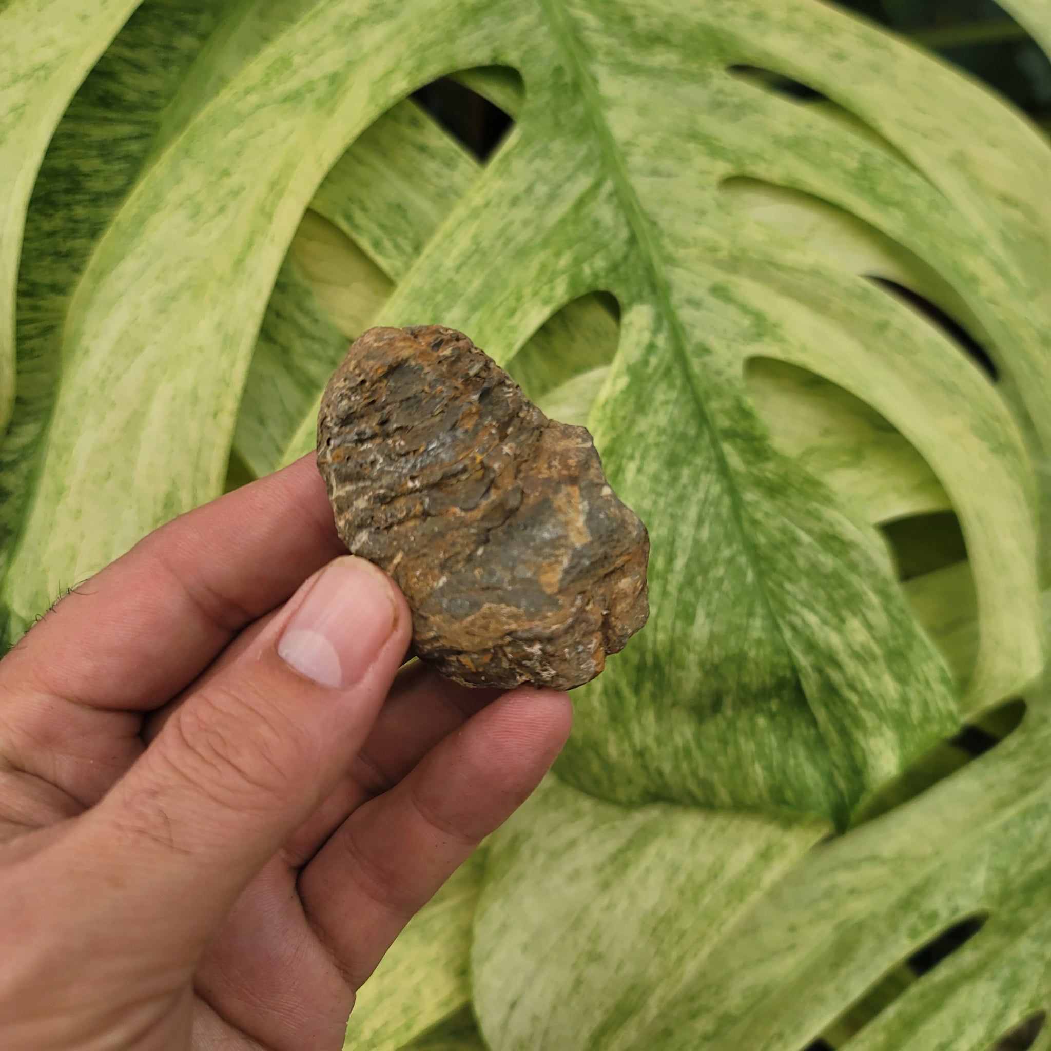 Trilobite (1.6 oz _ SL-156)