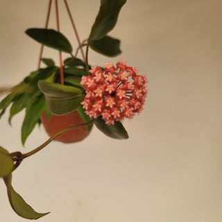 Hoya ilagiorum