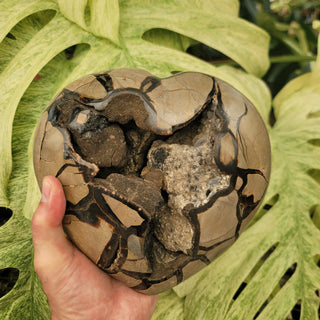 Druzy Septarian Heart (9.5 lbs _ S-185)