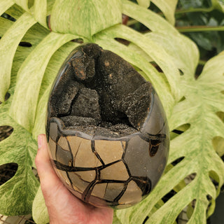 Druzy Septarian (12.31 lbs _ S-212)