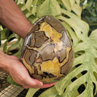 Septarian Egg (24.1 lbs _ S-214)