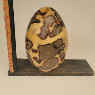 Septarian Egg (18.5 lbs _ S-19)