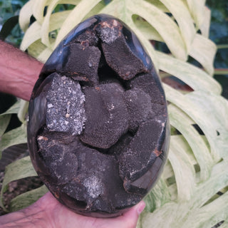 Druzy Septarian (18.8 lbs _ S-240)