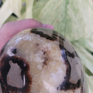 Septarian Egg (18.0 lbs _ S-241)