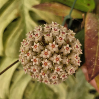 Hoya sp. EPC-376