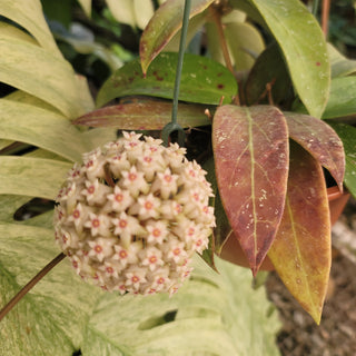 Hoya sp. EPC-376
