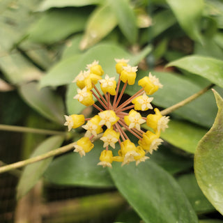 Hoya sp. UT 038 'Flores Island'