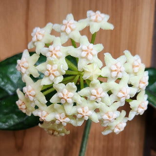 Hoya villosa