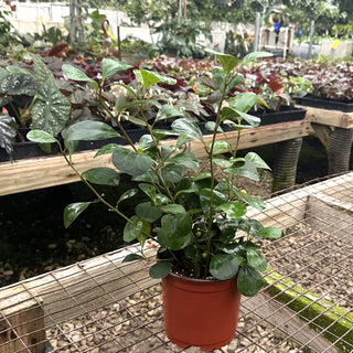 Ficus deltoidea - 5.5" Pot