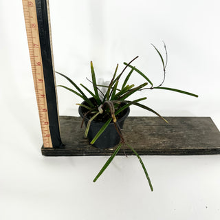 Z-4524 - Hoya insularis