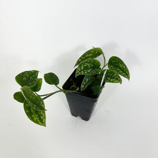 Z-5193 - Scindapsus pictus "Green Form" (Hassk)