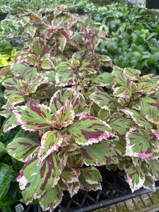 Plectranthus hybrida (Coleus) 'Anna'