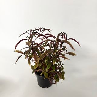 Alternanthera ficoidea ‘Red Threads’