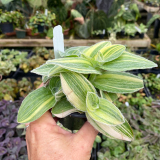 Tradescantia sillamontana variegata