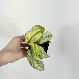 Z-4510 - Rhaphidophora puberula variegata