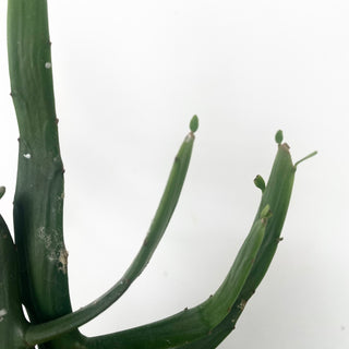 Euphorbia xylophylloides
