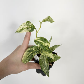 Z-5172 - Scindapsus pictus 'Peasun'