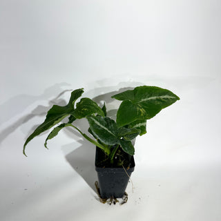 Z-5055 - Syngonium wendlandii ‘Scrambled Eggs’