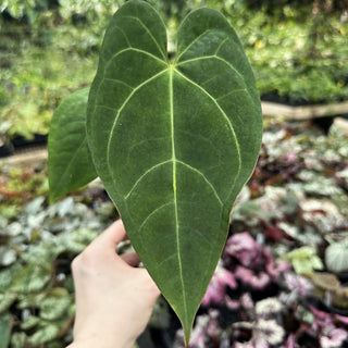 Anthurium magnificum x papillilaminum