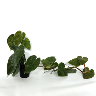 Z-3214 - Philodendron aff. brandtianum (Shingling Form)