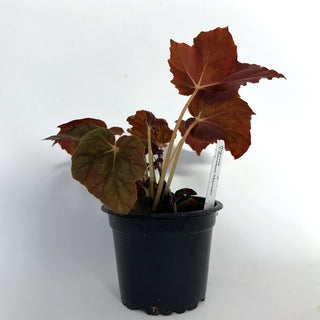 Begonia 'Chocolate Martini'