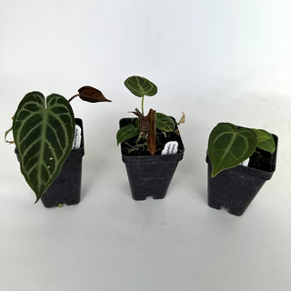 Anthurium magnificum/forgetii x papillilaminum (Ree Garden)