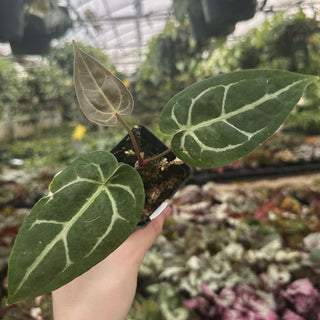 Anthurium 'Blue Velvet' x magnificum