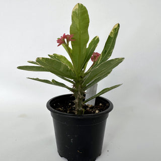 Euphorbia milii “Variegated Pink”