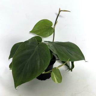 Philodendron hederaceum variegata (low color)