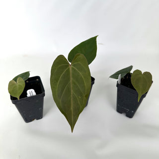 Anthurium magnificum/'Silver Blush' x nigrolaminum 'Gigi'