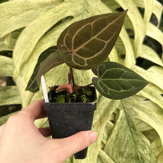Anthurium 'Not The Mama'/forgetii x 'Zara/'Michelle'