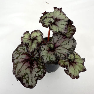 Begonia 'Steve's Leaves Phantom'