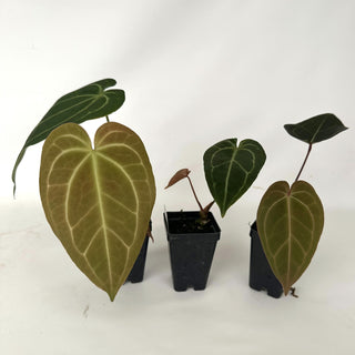 Anthurium 'Not The Mama'/forgetii x 'Blue Velvet'
