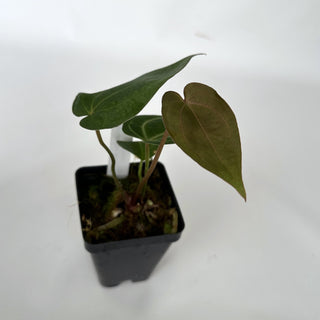 Anthurium 'Doc Block F2' x 'Prince of Darkness'