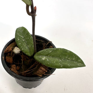 Hoya carnosa 'Wilbur Graves' "Russia"