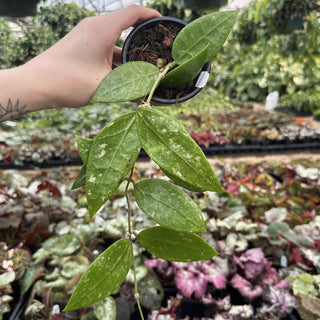 Hoya 'Dragon Valley' (AH-0741)