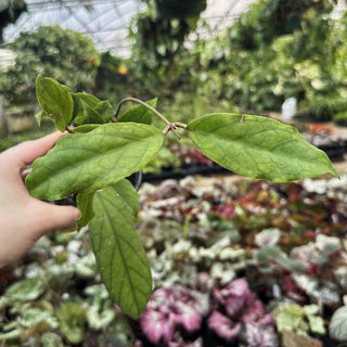 Hoya 'Mistie'